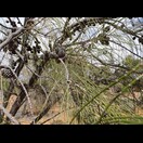 Allocasuarina verticillata